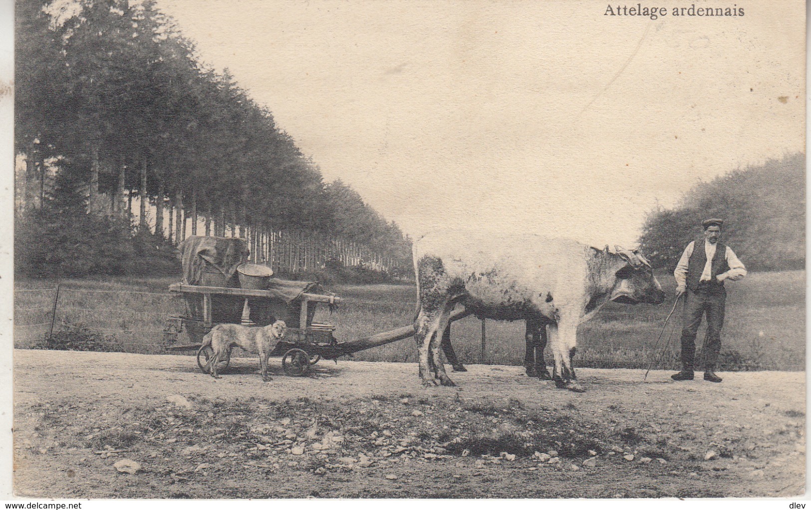 Attelage Ardennais - 1911 - Edit. Gaspard Eyen, La Gleize - Andere & Zonder Classificatie