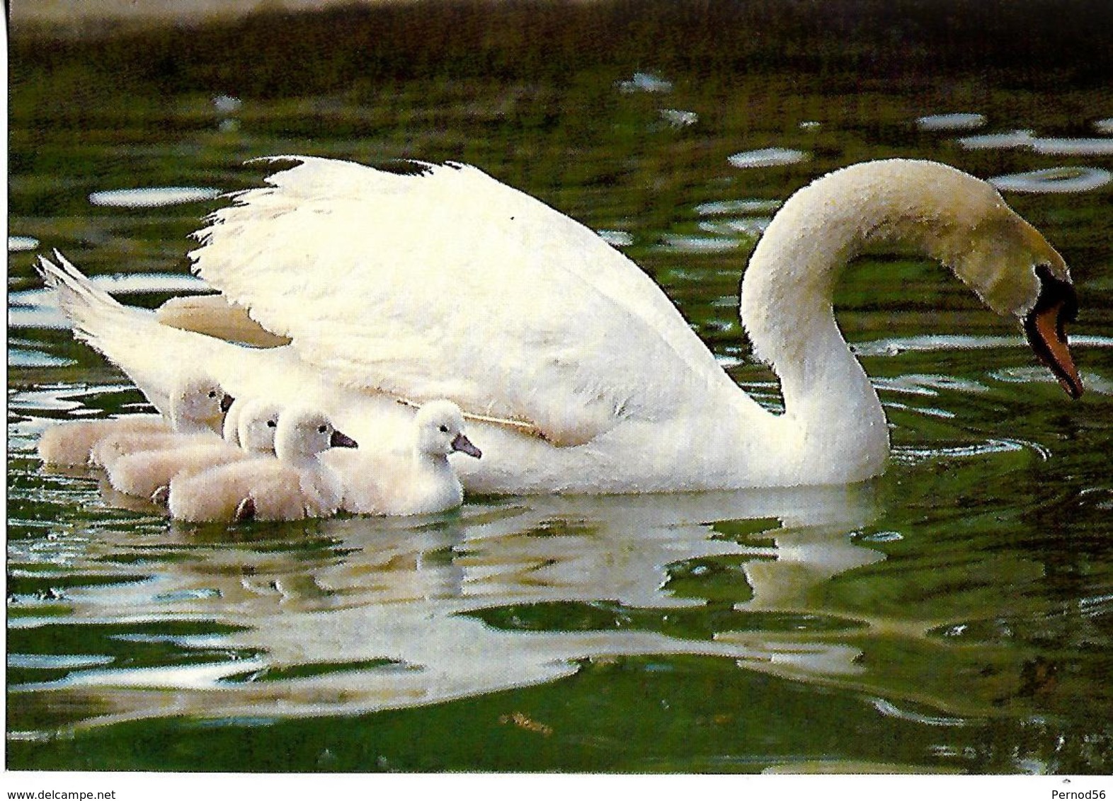 CPSM  Cygne - Oiseaux