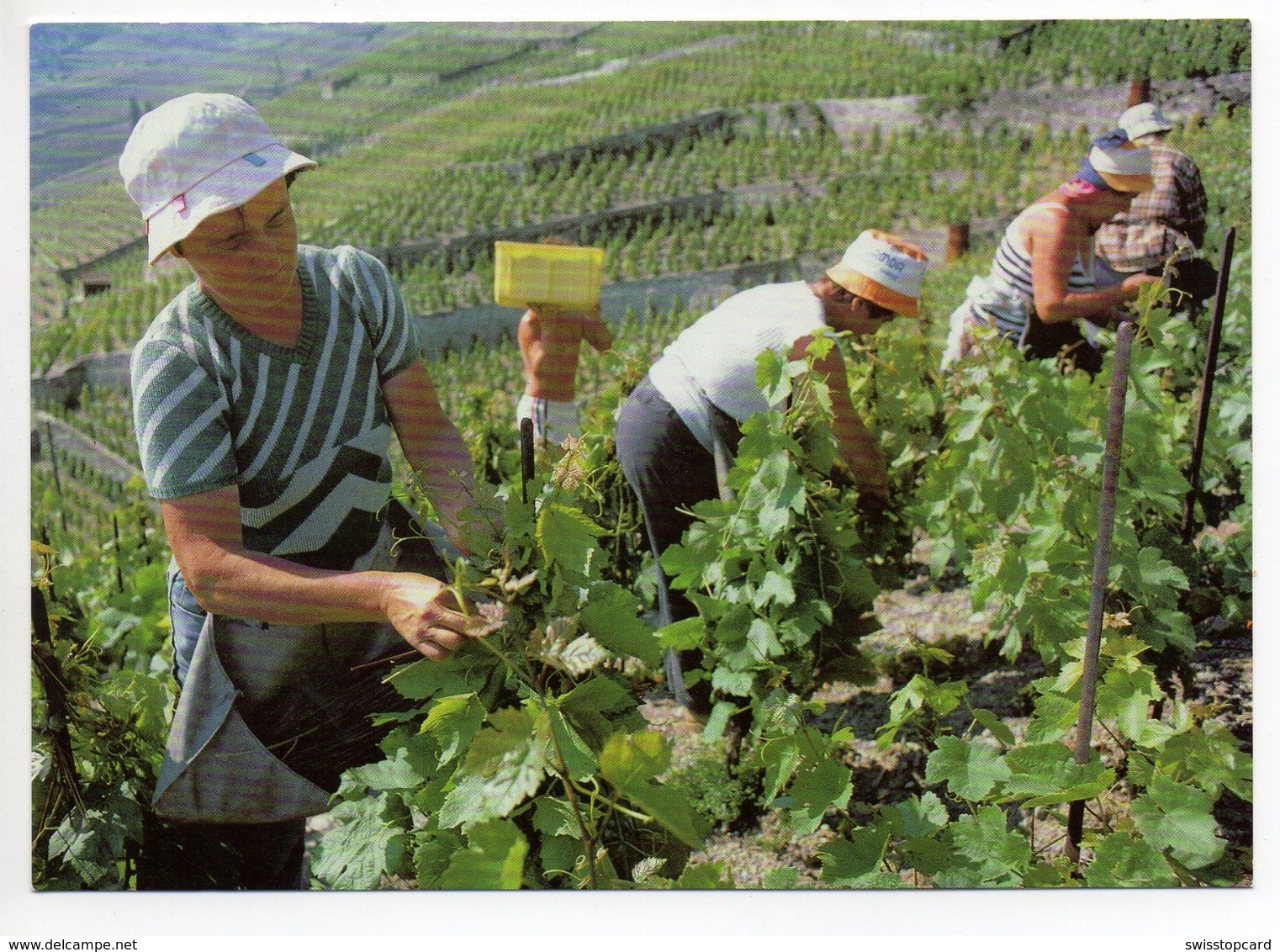 EPESSES (Distrikt Lavaux-Oron) Viticulture Weinbau Weinlese - Épesses