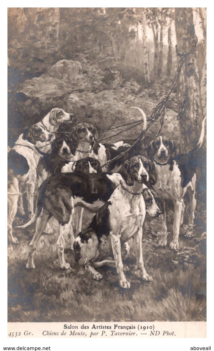 Dog ,Group Of Hunting Dogs - Dogs