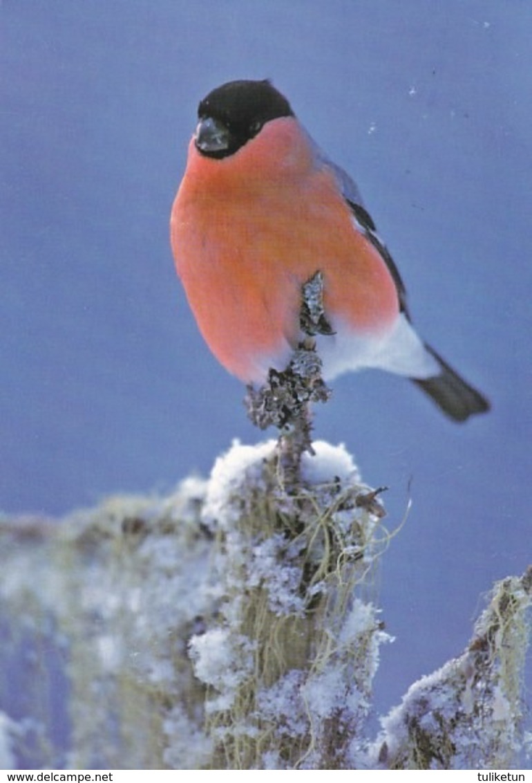 Bird - Birds - Oiseau - Vogel - Uccello - Pássaro - Bullfinch In Winter Landscape - Birds