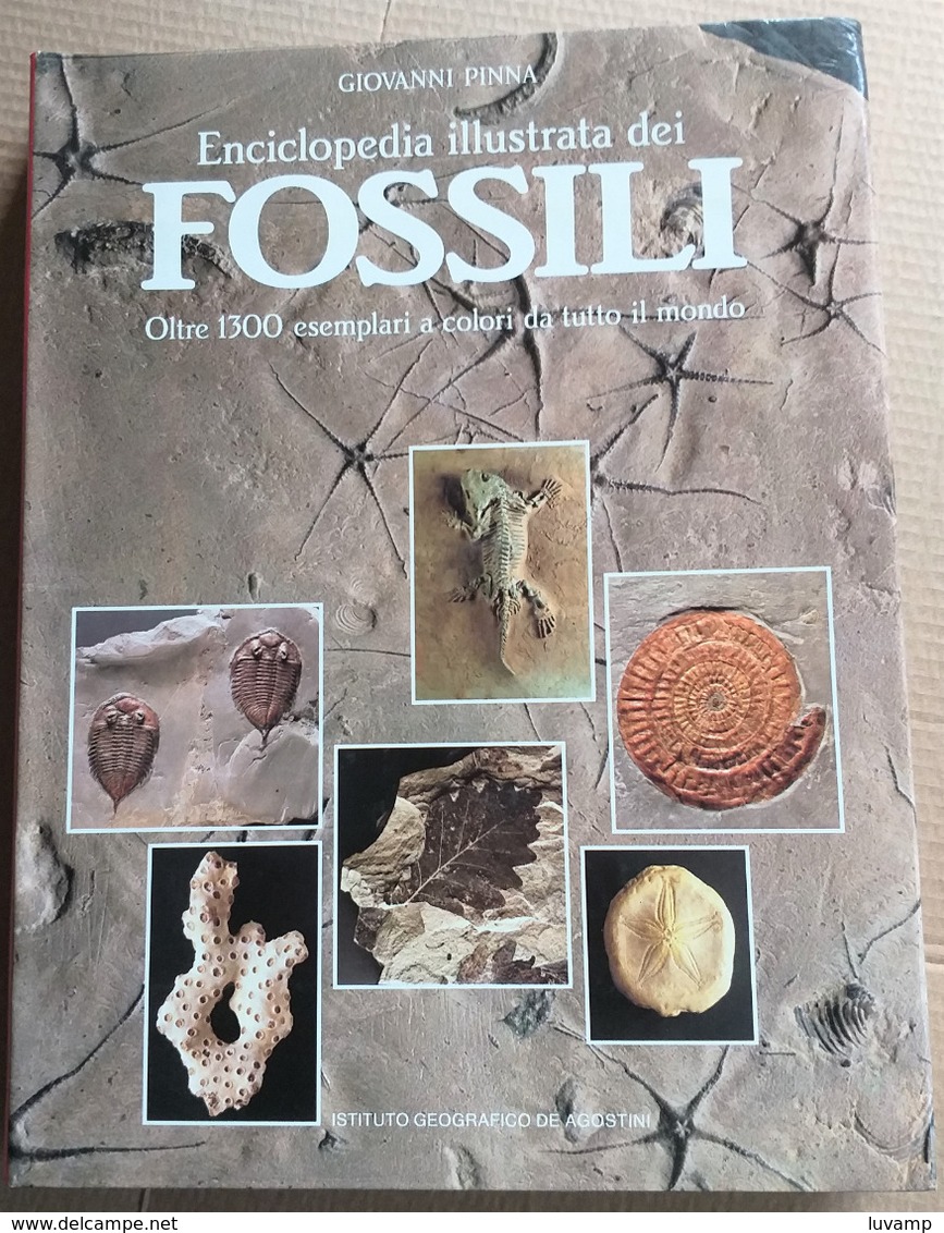 FOSSILI -ENCICLOPEDIA DI 1300 ESEMPLARI -PAG. 232 (210819) - Altri & Non Classificati