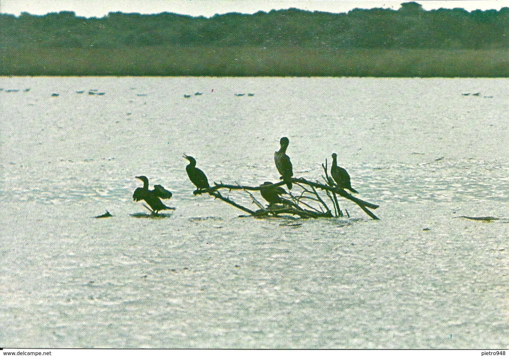 Rifugi Faunistici E Oasi Del W.W.F., Cormorano (Phalacrocorax Carbo) - Vögel