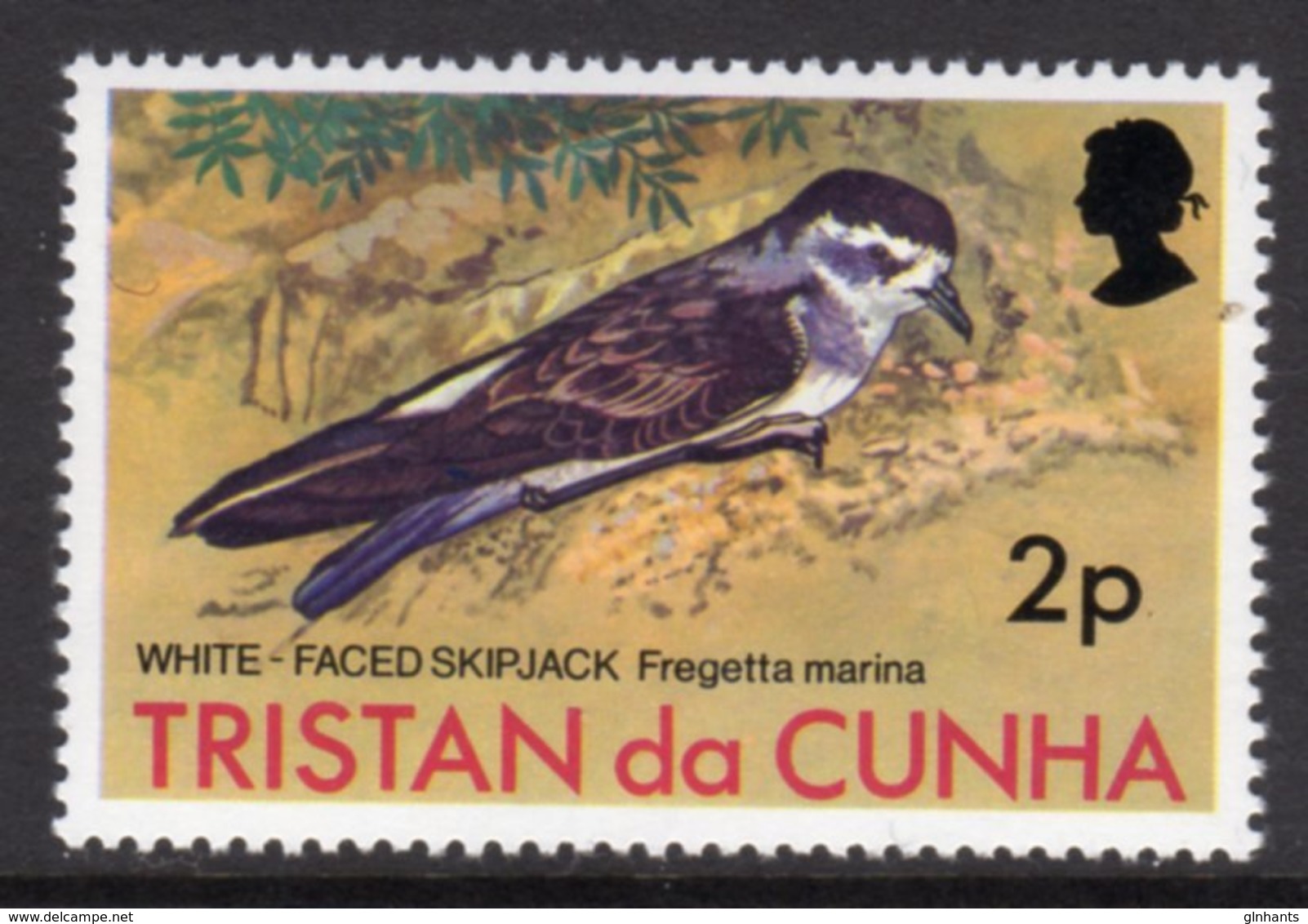 TRISTAN DA CUNHA - 1977 2p WHITE-FACED STORM PETREL BIRD STAMP FINE MNH ** SG 221 - Tristan Da Cunha