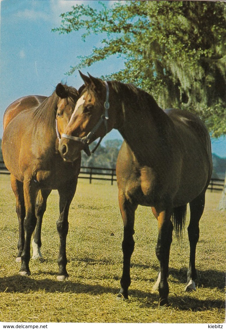 Pferdepaar - Gelaufen 1983 Nach GB - Horses