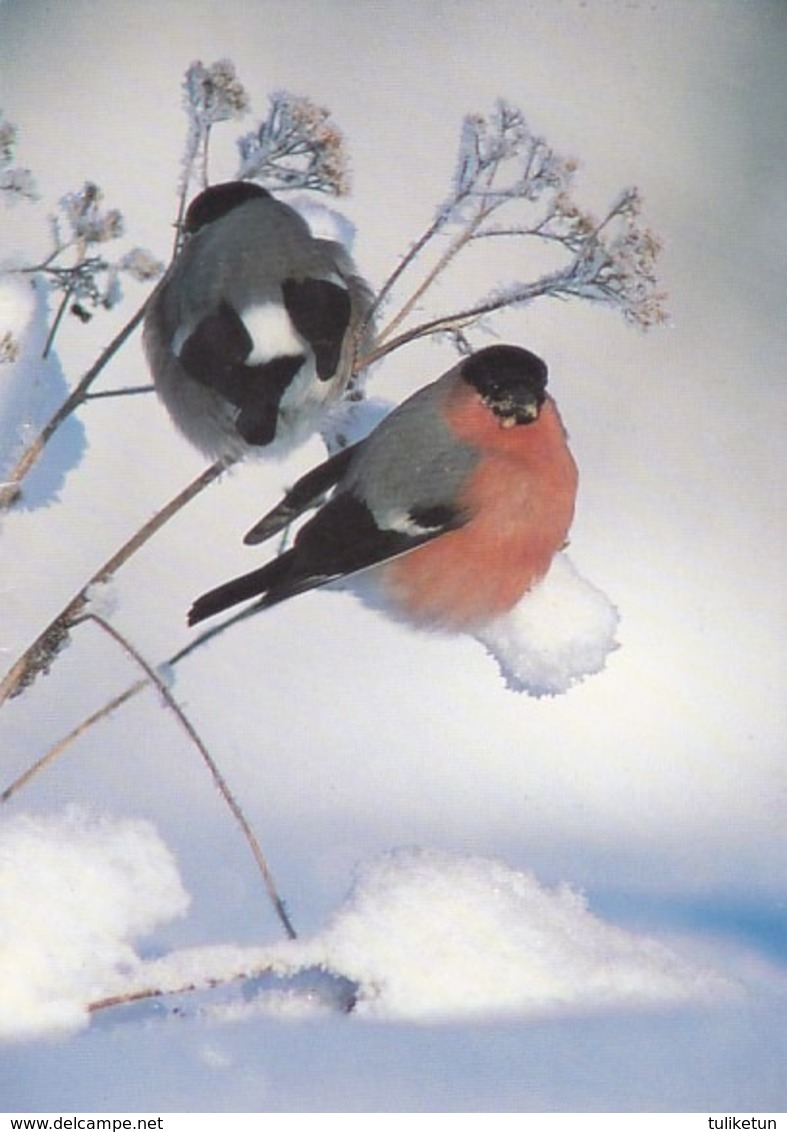 Bird - Birds - Oiseau - Vogel - Uccello - Pássaro - Bullfinches In Winter Landscape - WWF Panda Logo - Double Card - Other & Unclassified