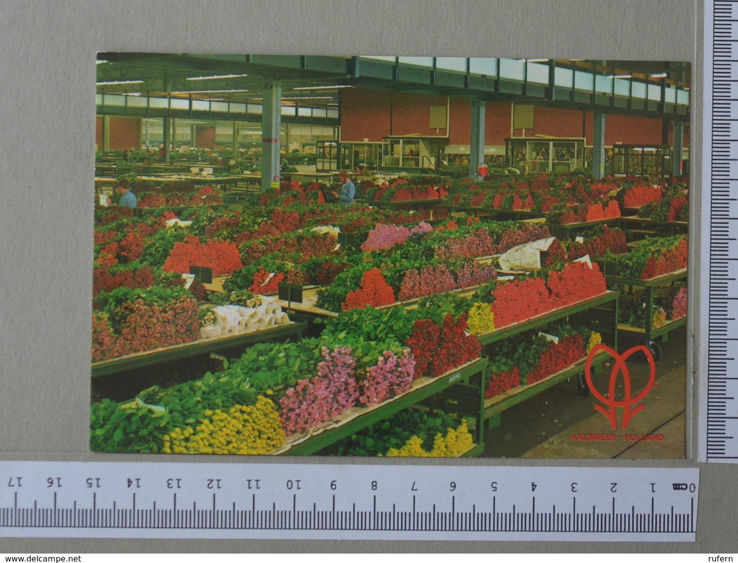 NETHERLANDS - CUTTFLOWER SECTION MARKETS -  AALSMEER -   2 SCANS    - (Nº30620) - Aalsmeer