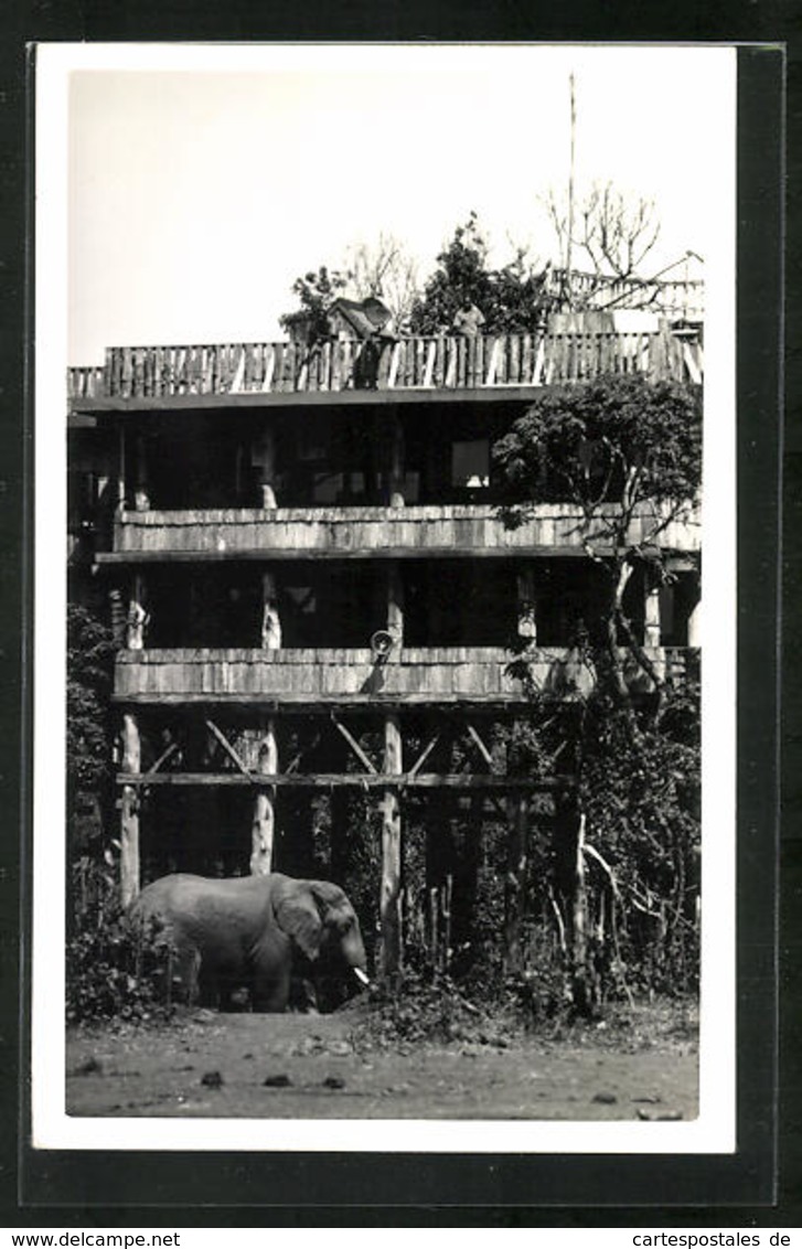 CPA Nyeri, Elefant Vor Einem Haus - Kenya