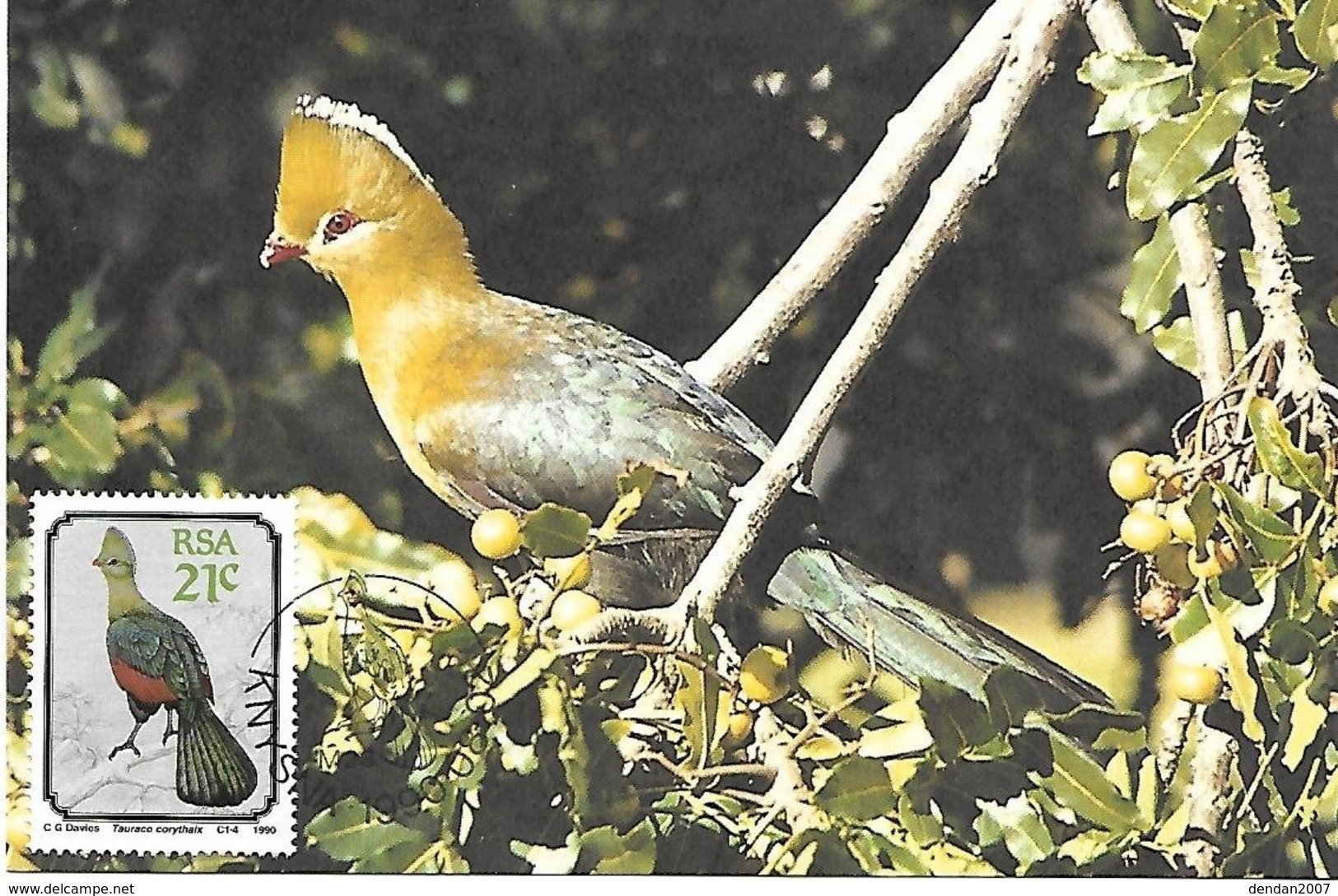 RSA (South Africa ) - Maximum Card - 1990 -  Knysna Turaco    Tauraco Corythaix - Cuculi, Turaco