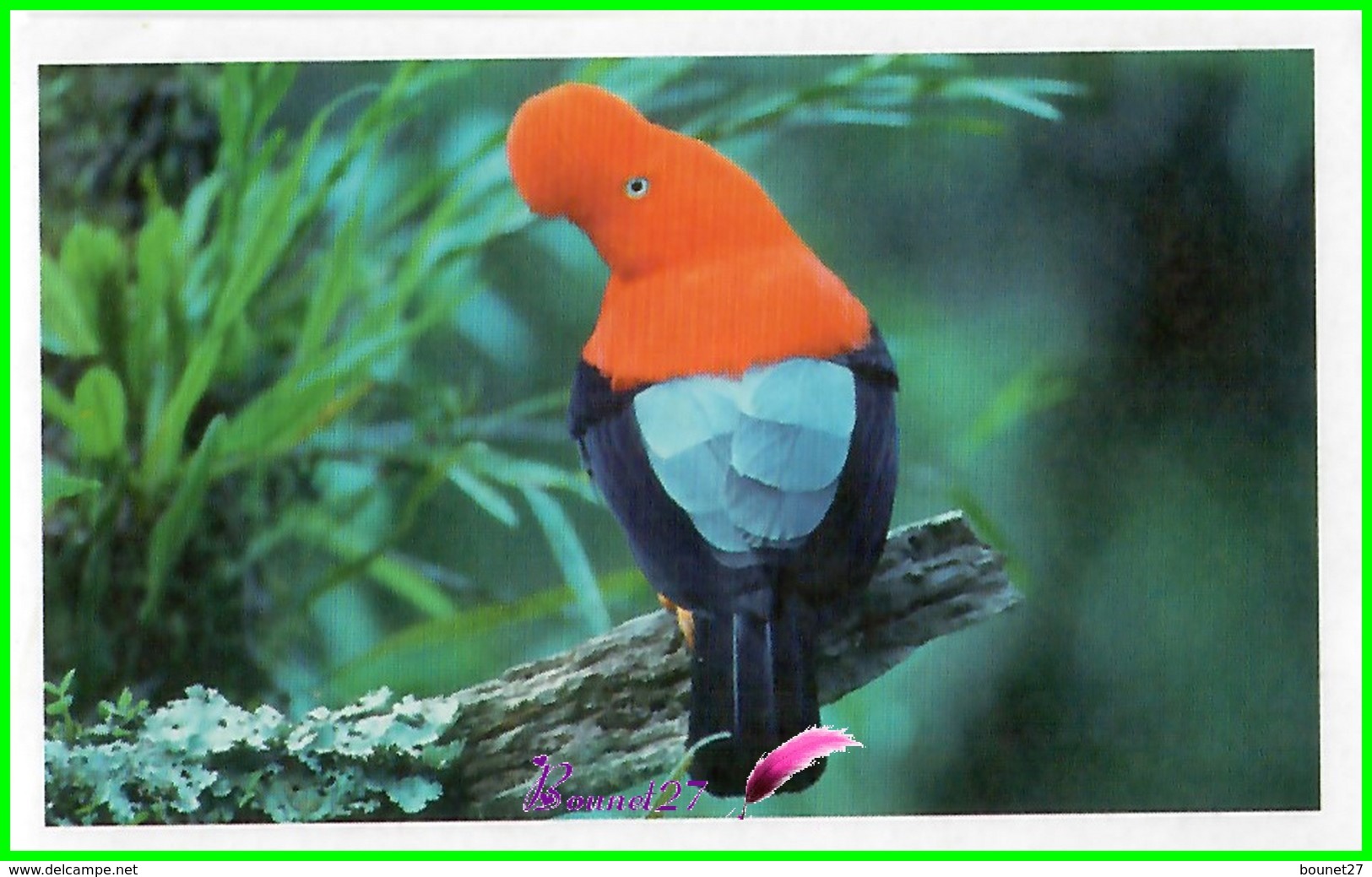 Vignette Image Stickers JUNGLE MANIA N° 22 Le Coq De Roche Du Pérou Oiseau Bird - Other & Unclassified