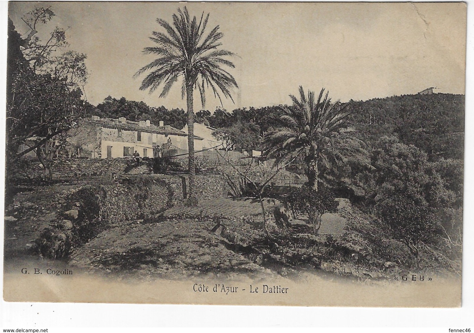 Côte D'Azur - Le Dattier - 1905 (S143) - Trees