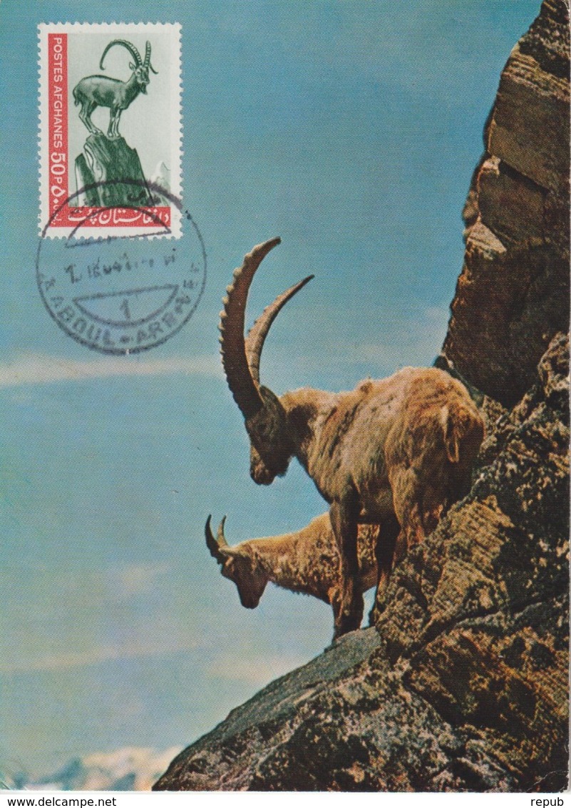 Afghanistan Carte Maximum Animaux 1964 Bouquetin 757 - Afghanistan