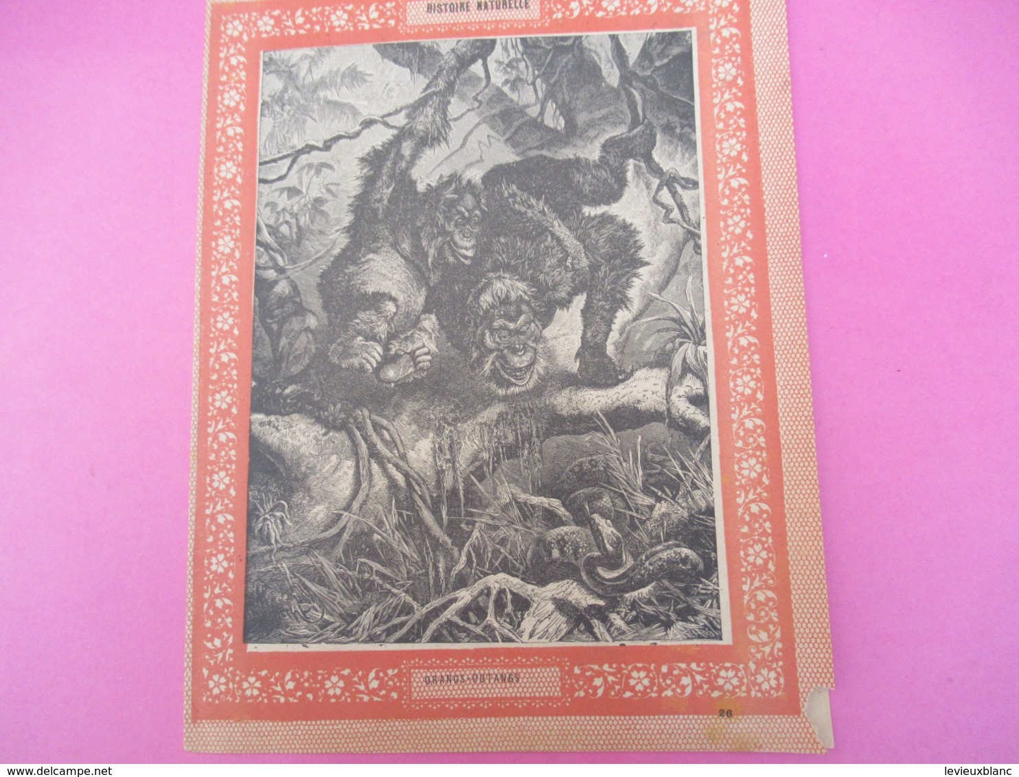 Couverture De Cahier écolier/Histoire Naturelle / Orangs-Outangs/Vers 1880-1890  CAH261 - Sonstige & Ohne Zuordnung
