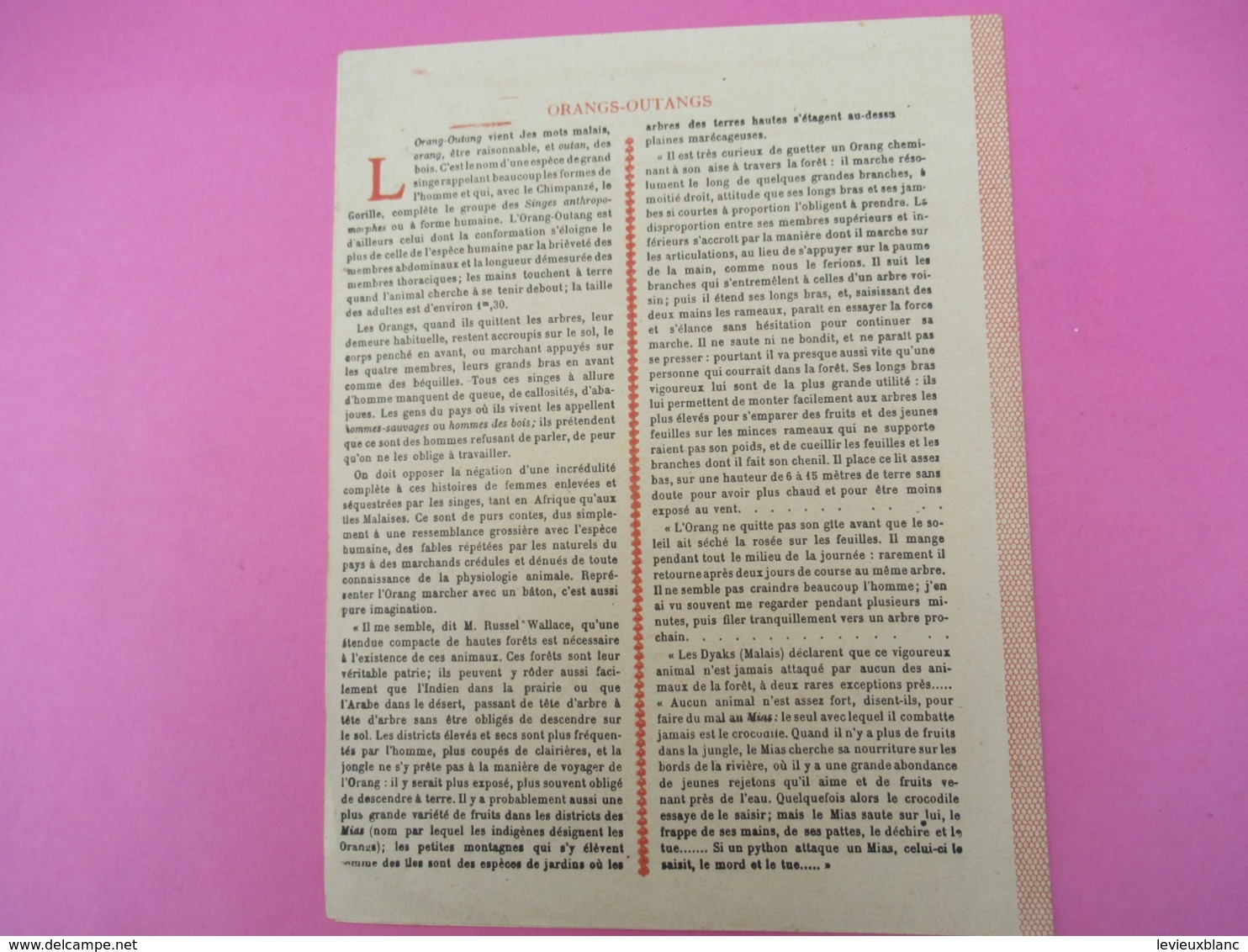 Couverture De Cahier écolier/Histoire Naturelle / Orangs-Outangs/Vers 1880-1890  CAH261 - Sonstige & Ohne Zuordnung