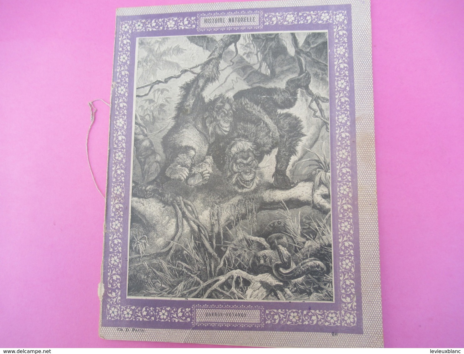 Couverture De Cahier écolier/Histoire Naturelle / Orangs-Outangs/Vers 1880-1890  CAH262 - Other & Unclassified