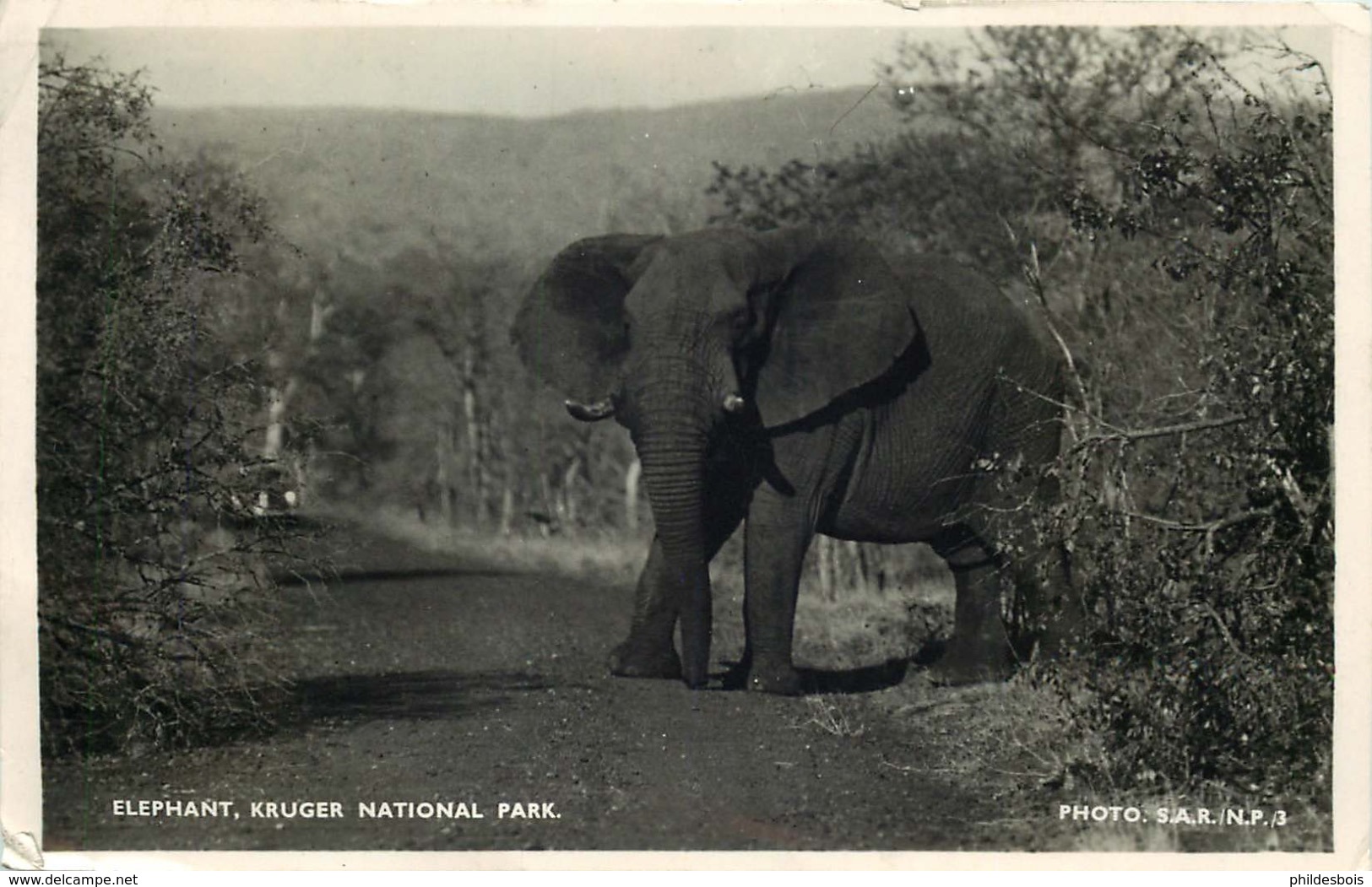 AFRIQUE DU SUD  KRUGER NATIONAL PARK   ELEPHANT - South Africa