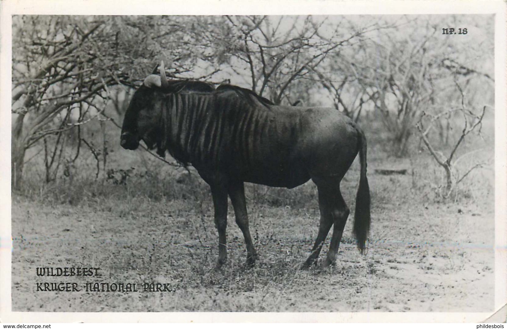 AFRIQUE DU SUD  KRUGER NATIONAL PARK   GNOU - Afrique Du Sud