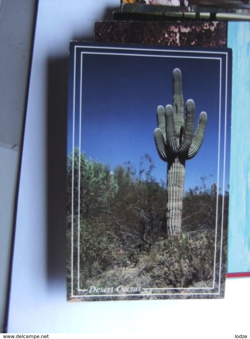 America USA A Desert Cactus - Andere & Zonder Classificatie