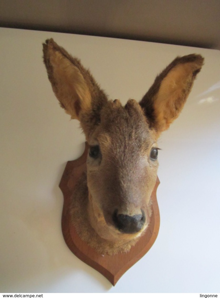 TROPHÉE TAXIDERMIE TÊTE De CHEVREUIL Sur écusson En Bois - CHASSE - Autres & Non Classés