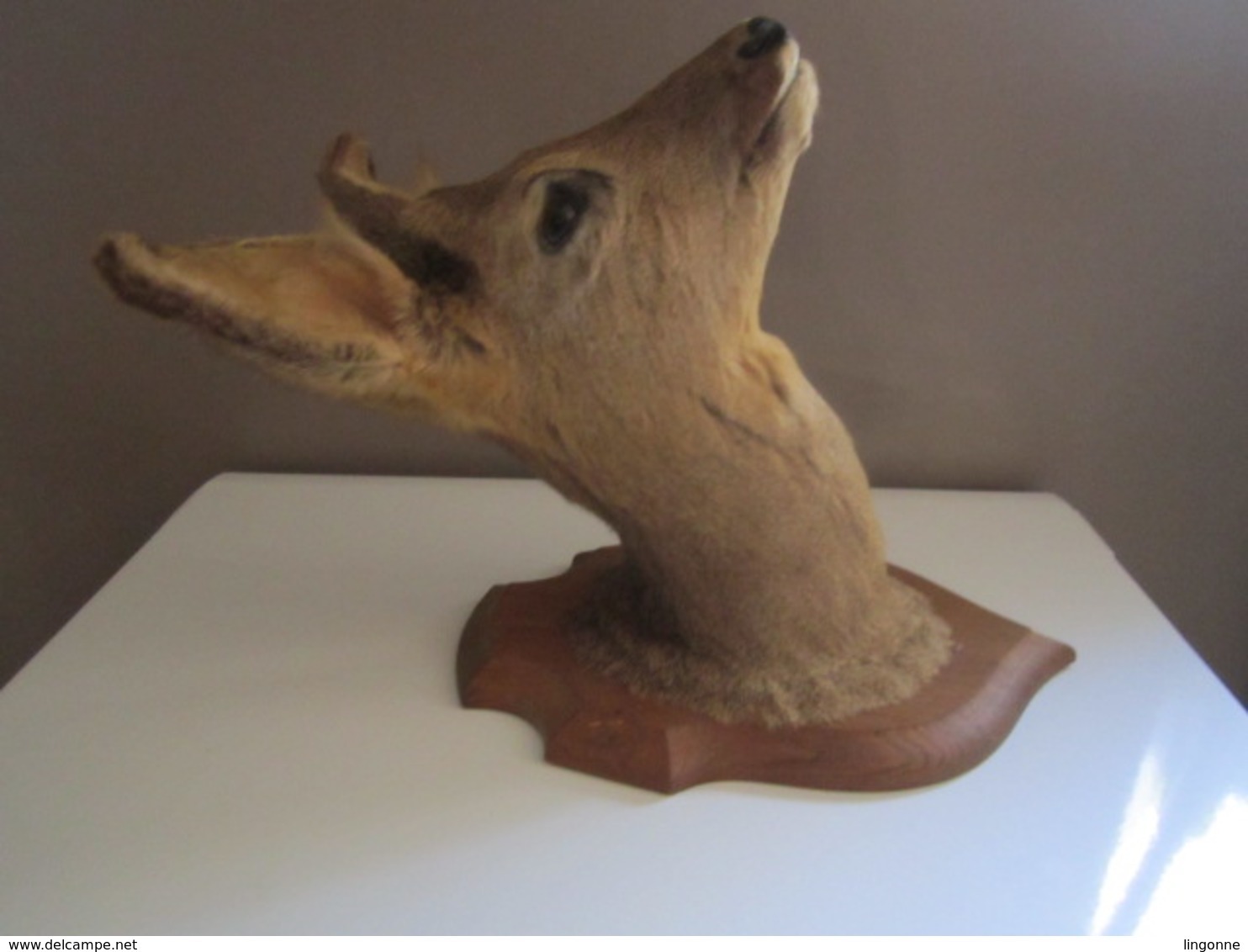 TROPHÉE TAXIDERMIE TÊTE De CHEVREUIL Sur écusson En Bois - CHASSE - Autres & Non Classés