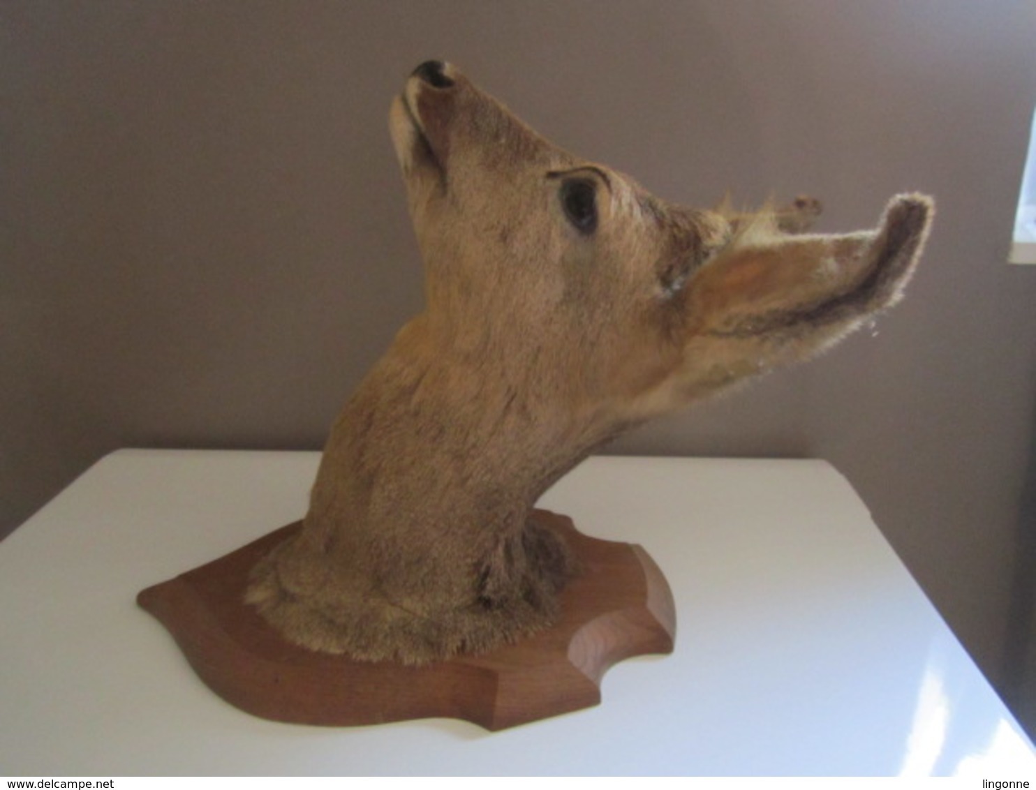 TROPHÉE TAXIDERMIE TÊTE De CHEVREUIL Sur écusson En Bois - CHASSE - Autres & Non Classés