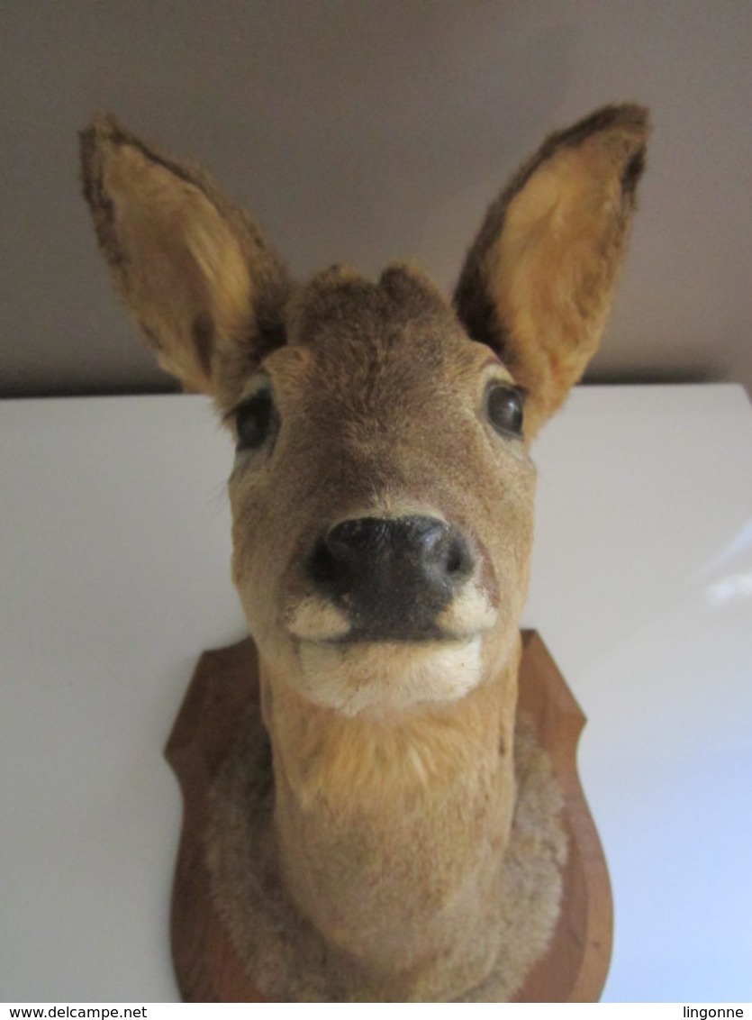 TROPHÉE TAXIDERMIE TÊTE de CHEVREUIL sur écusson en bois - CHASSE