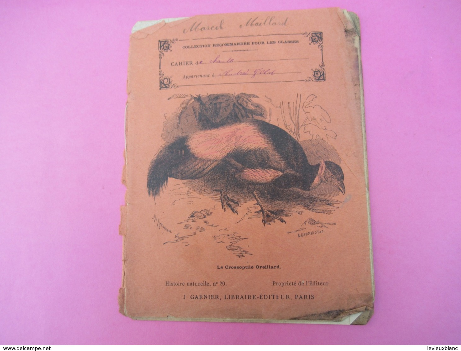 Couverture De Cahier écolier/+ Cahier 12 Pages/ Histoire Naturelle/Le  Grossoptile Oreillard/Garnier/Vers1900     CAH285 - Other & Unclassified