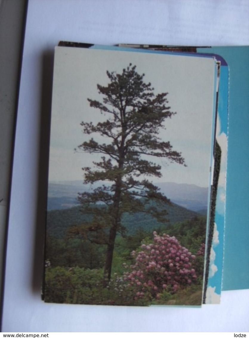 America USA VA Shenandoah National Park Pine Tree And Azalea - Andere & Zonder Classificatie
