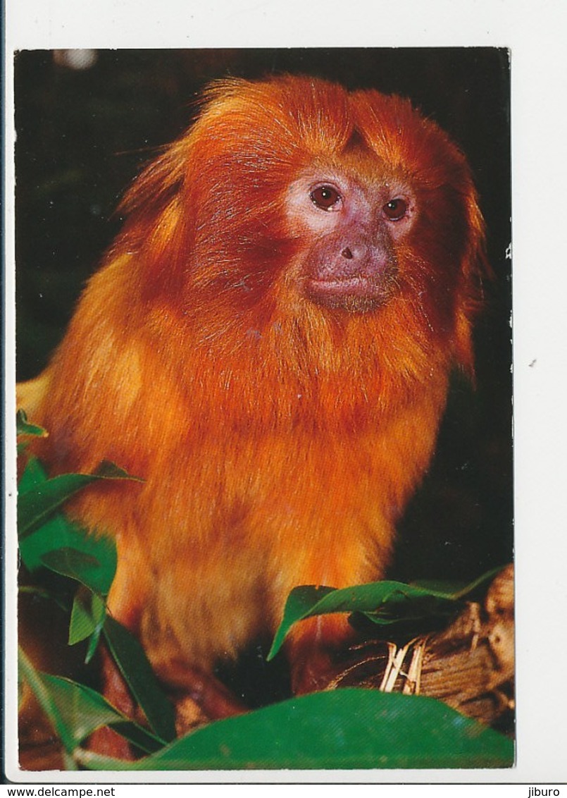 Zoo Parc De Beauval Singe Tamarin Lion  CP68/51 - Monkeys