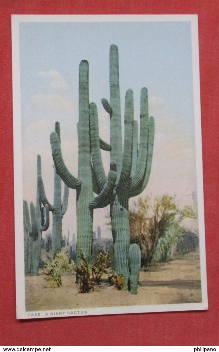 Giant Cactus  Detroit Publisher    Ref   3598 - Cactusses