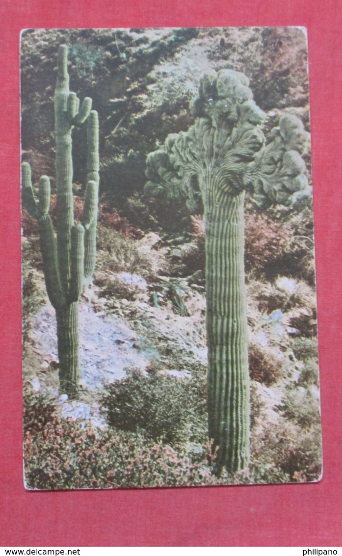 Two Types Arizona Cacti    Ref   3598 - Cactusses