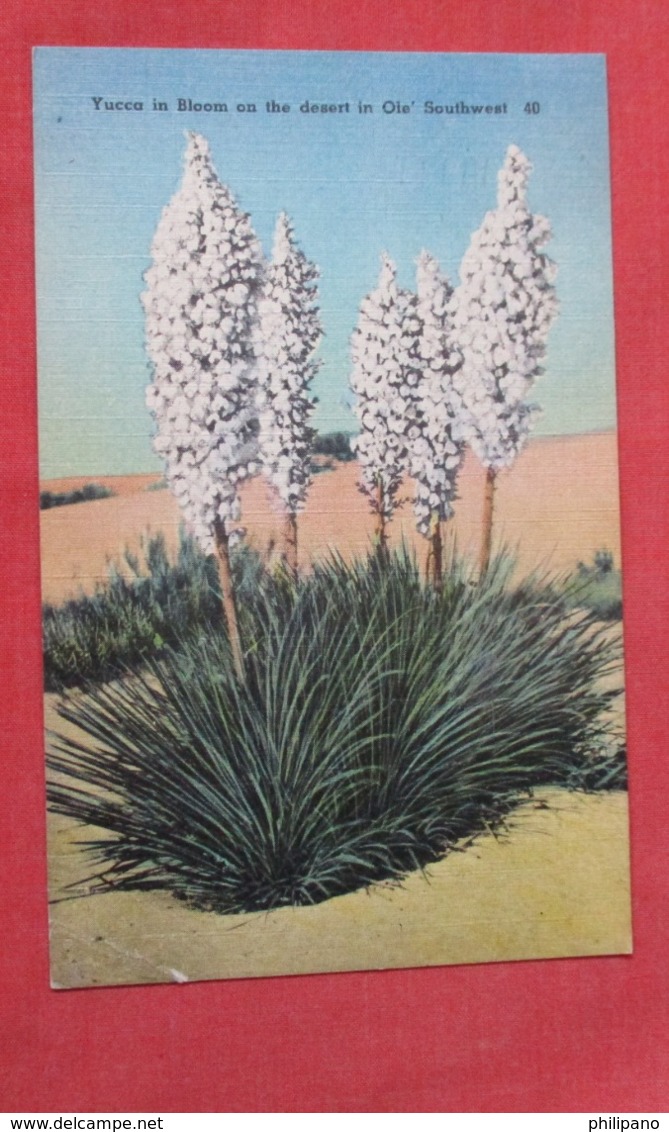 Yucca In Bloom  On The Desert In Ole' Southwest   Ref   3598 - Cactusses