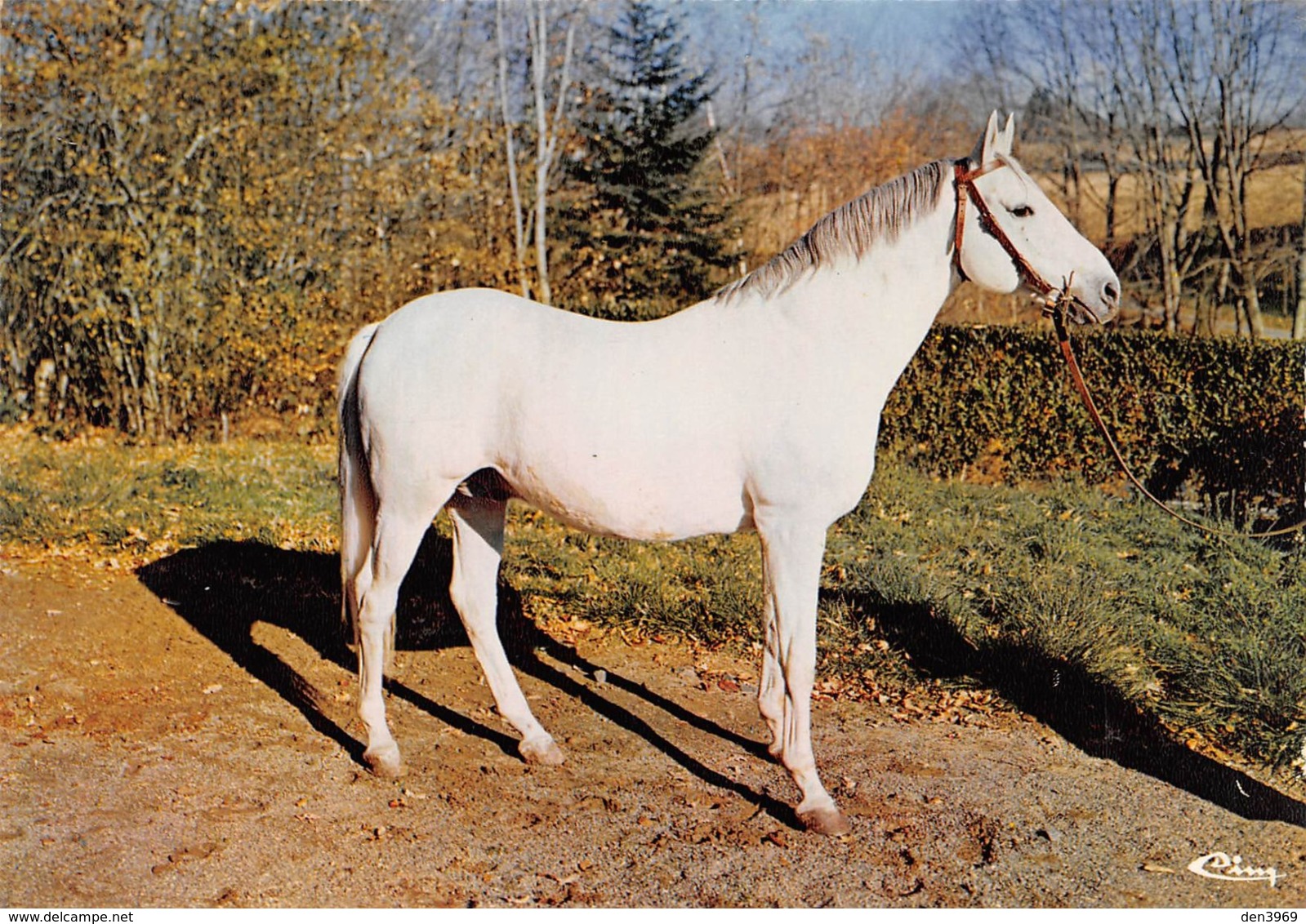 Haras De POMPADOUR - Sunbeam, étalon Anglo-arabe, Par Israel Et Tirette Par Nithard  - Cheval - Arnac Pompadour