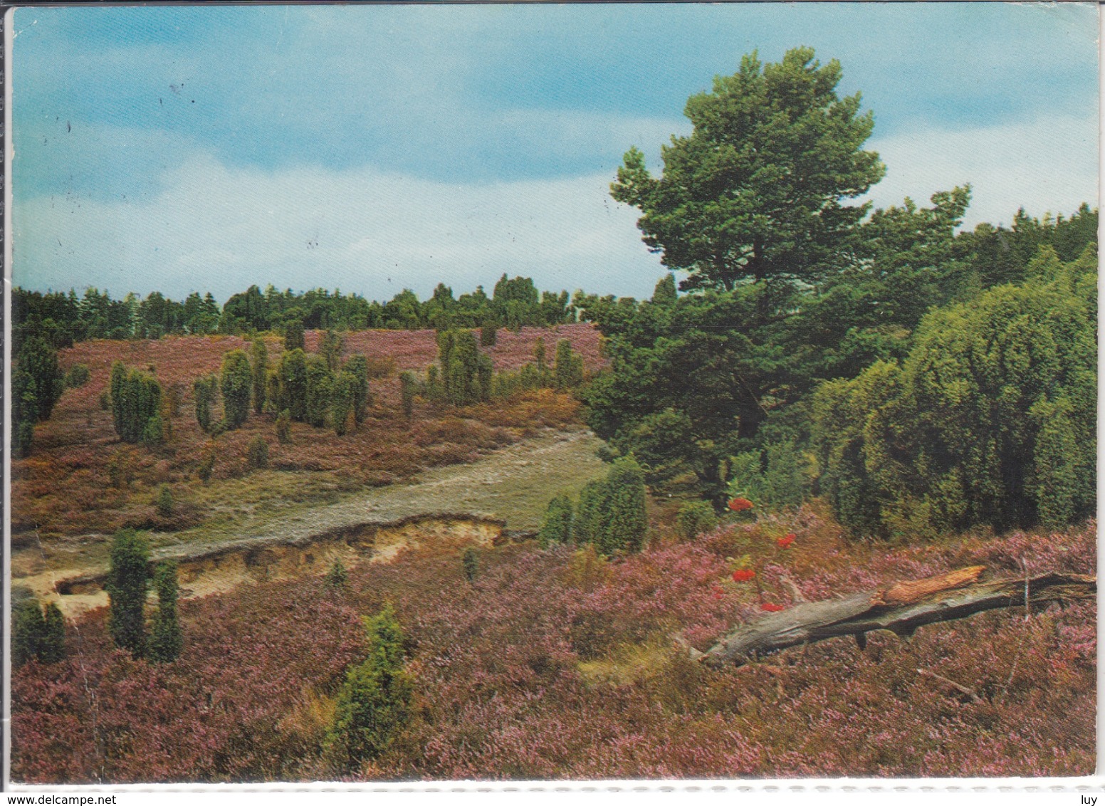 2720 ROTENBURG, Wümme - Ansicht LÜNEBURGER HEIDE; Sehr Schöner Stempel  1980 - Rotenburg (Wümme)