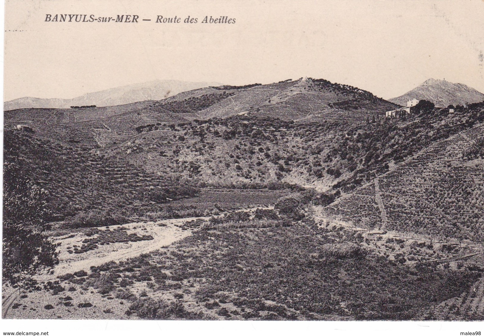 BANYULS  SUR  MER ,,,, ROUTE DES  ABEILLES ,,,,TBE ,,,,,peu Courante ,,,,, - Banyuls Sur Mer