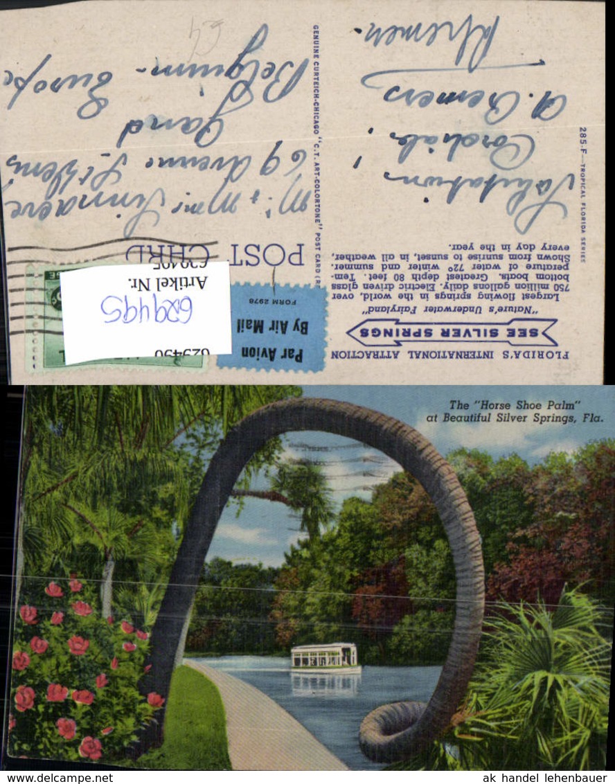 629495,The Horse Shoe Palm At Beautiful Silver Springs Florida - Sonstige & Ohne Zuordnung