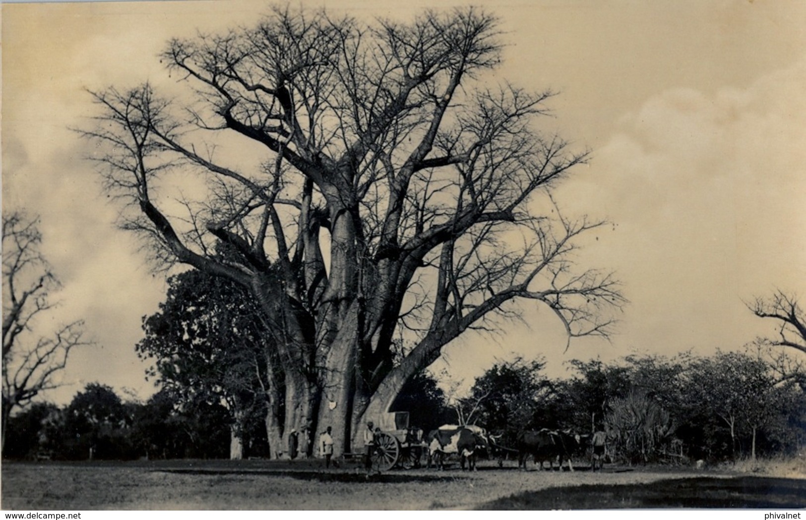 SUDAFRICA , TARJETA POSTAL NO CIRCULADA , CREAM OF TARTAR TREE , VICTORIA FALLS - Sudáfrica