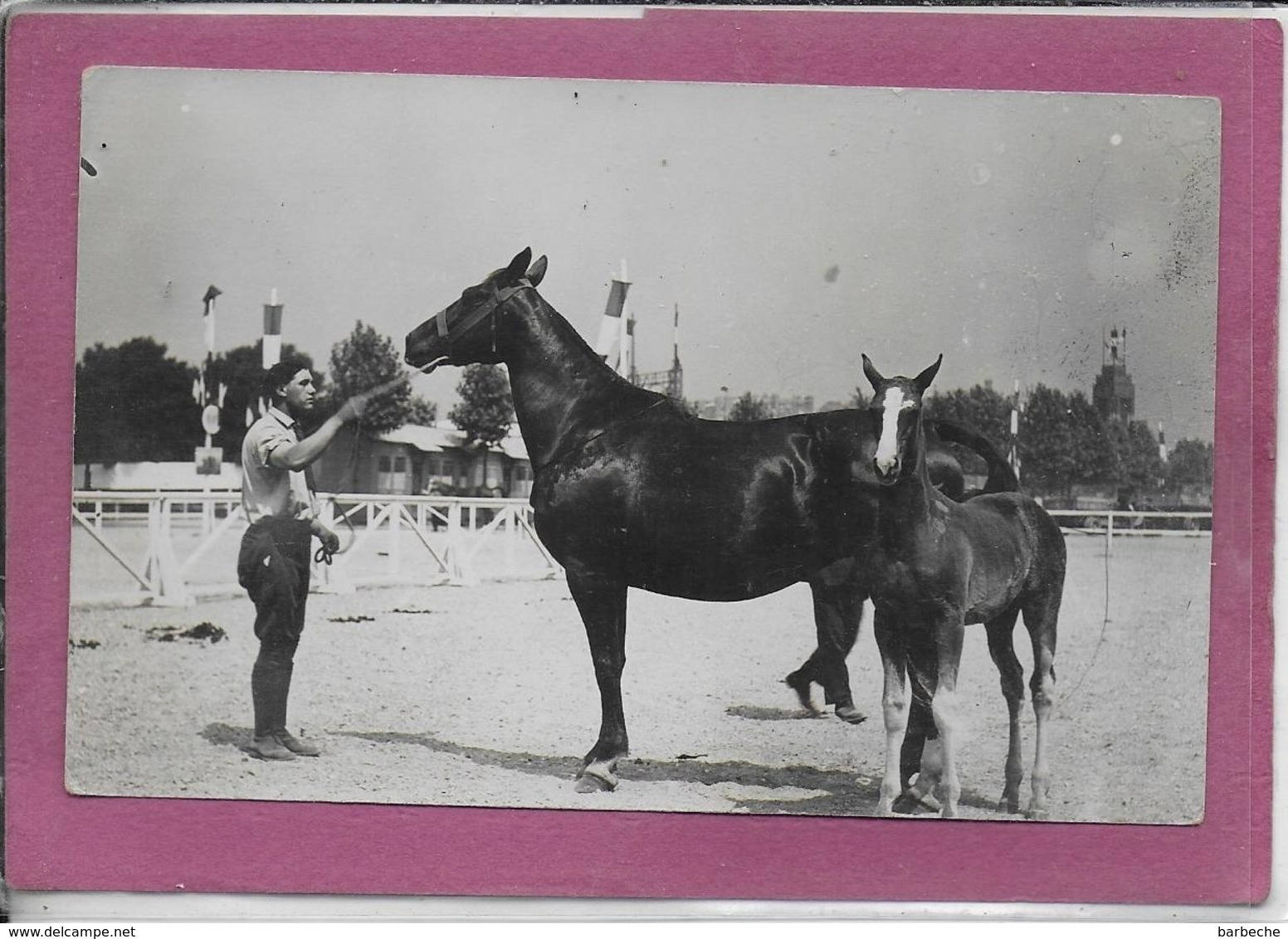 CHEVAUX  ( Carte Photo ) - Horses