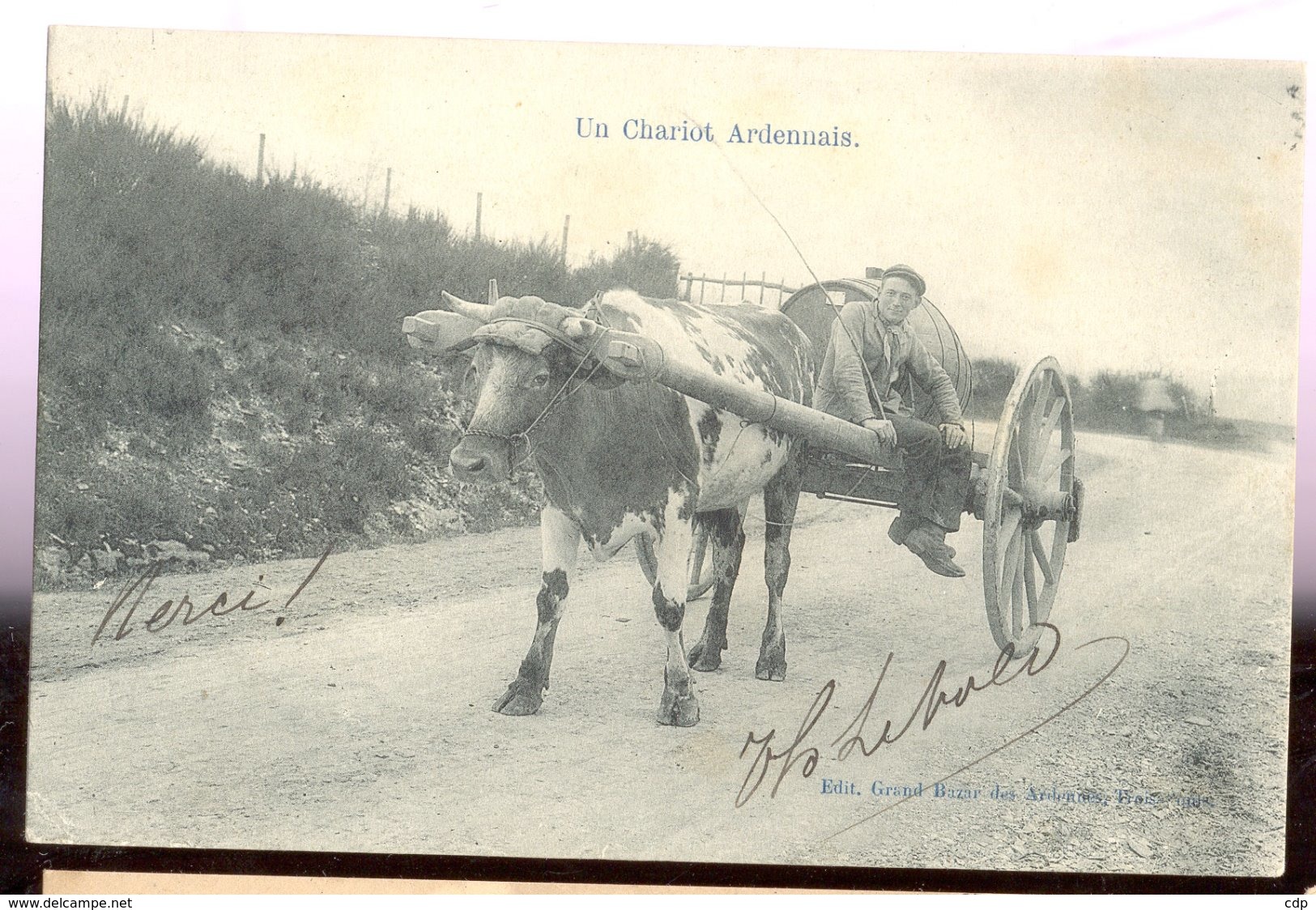 Cpa Attelage Vache  1905  Marcovici - Autres & Non Classés