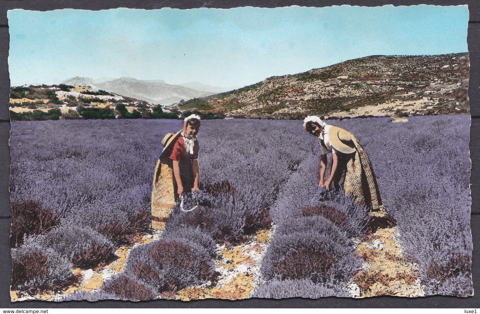 LAVANDE , LAVANDER ,  OLD  POSTCARD - Piante Medicinali