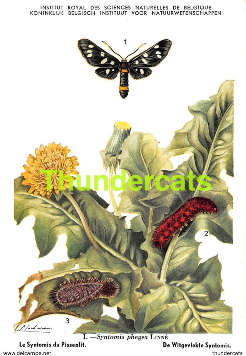 SERIE COMPLET DE 9 CPA ILLUSTRATEUR JOCHMANS SERIE 1 INSECTES DE BELGIQUE INSECTEN VAN BELGIE INSECTS BUTTERFLY PAPILLON - Papillons