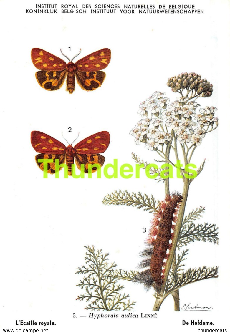 SERIE COMPLET DE 9 CPA ILLUSTRATEUR JOCHMANS SERIE 1 INSECTES DE BELGIQUE INSECTEN VAN BELGIE INSECTS BUTTERFLY PAPILLON