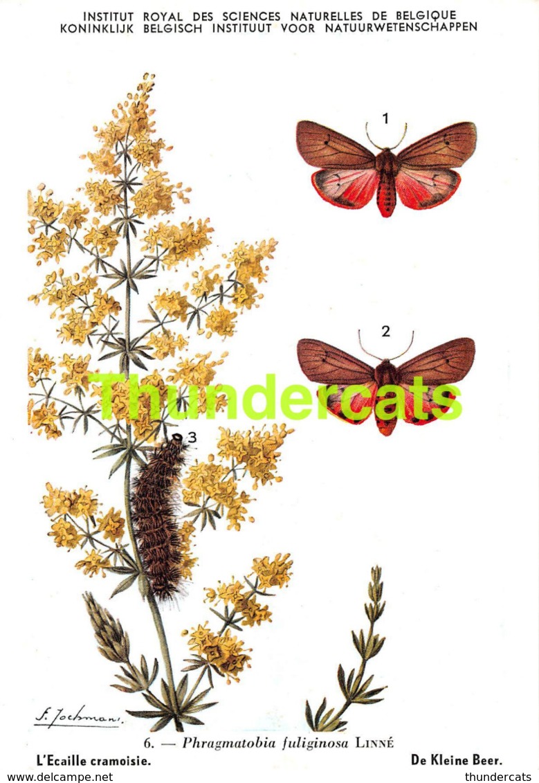 SERIE COMPLET DE 9 CPA ILLUSTRATEUR JOCHMANS SERIE 1 INSECTES DE BELGIQUE INSECTEN VAN BELGIE INSECTS BUTTERFLY PAPILLON