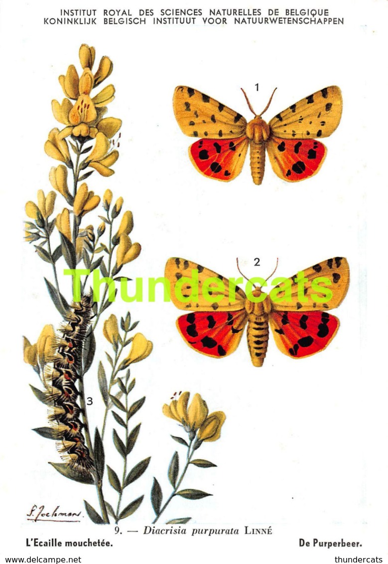 SERIE COMPLET DE 9 CPA ILLUSTRATEUR JOCHMANS SERIE 1 INSECTES DE BELGIQUE INSECTEN VAN BELGIE INSECTS BUTTERFLY PAPILLON