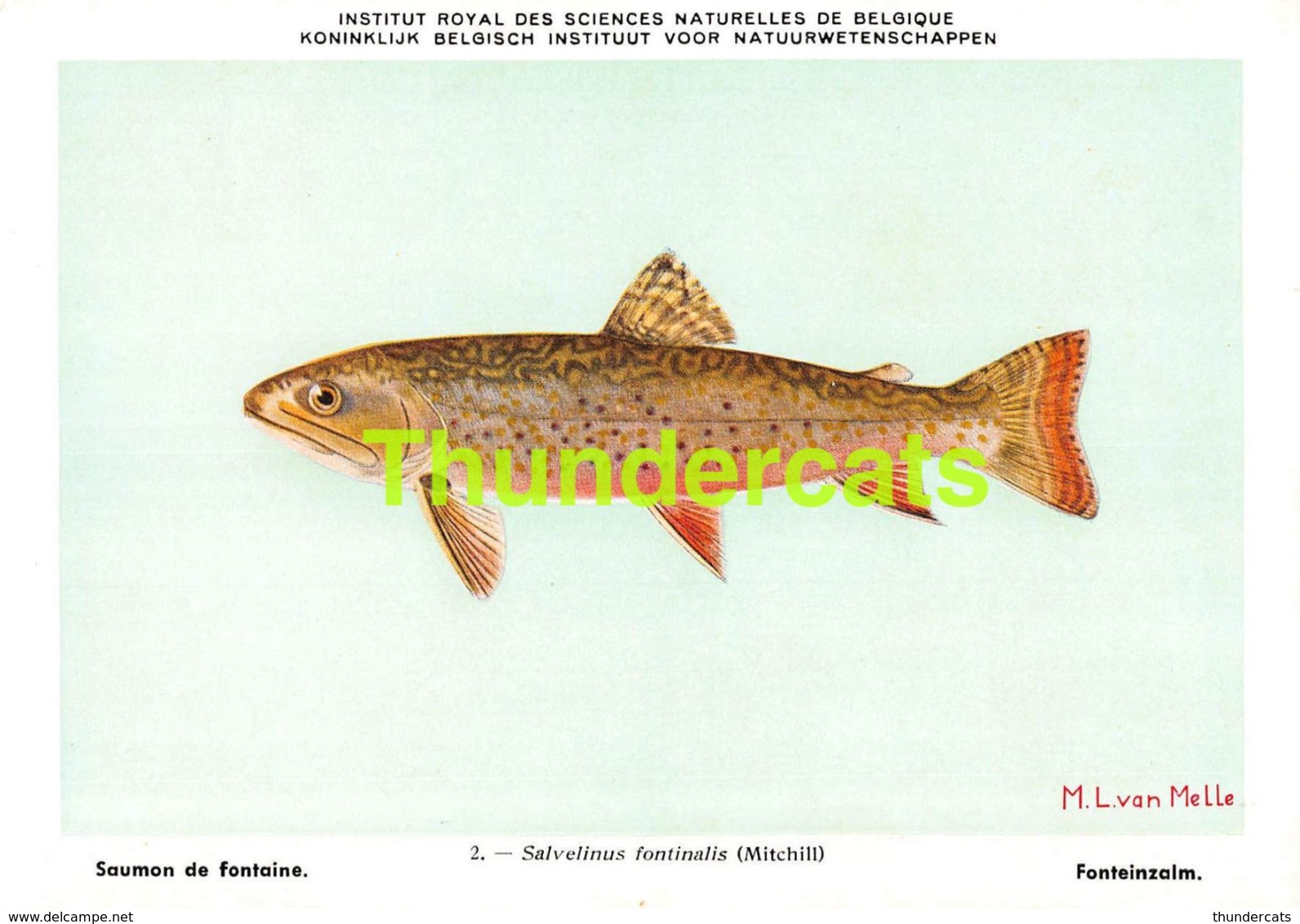 SERIE COMPLET DE 9 CPA ILLUSTRATEUR M L VAN MELLE POISSONS D'EAU DOUCE BELGIQUE ZOETWATERVISSEN  VISSEN POISSONS FISH - Poissons Et Crustacés