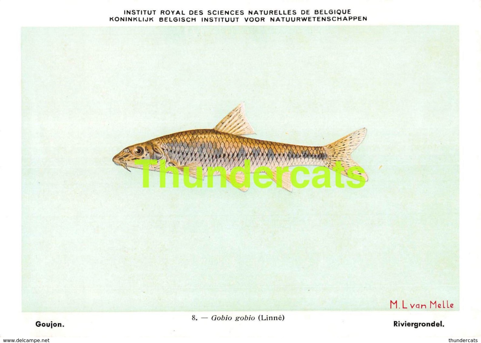 SERIE COMPLET DE 9 CPA ILLUSTRATEUR M L VAN MELLE POISSONS D'EAU DOUCE BELGIQUE ZOETWATERVISSEN  VISSEN POISSONS FISH