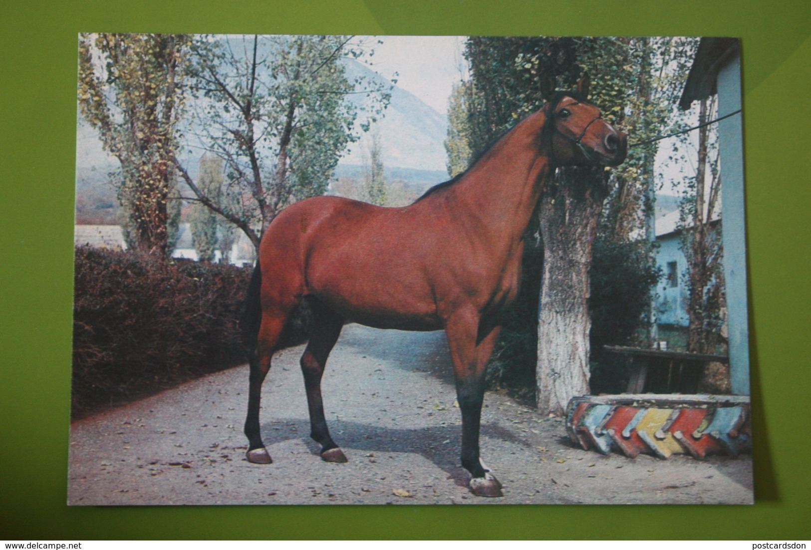 "Stavropolie Stars" - Tersky Horse Plant - Arab Breed  - Mare  Named Nutria - OLD USSR  PC  1988 - Rare! - Pferde