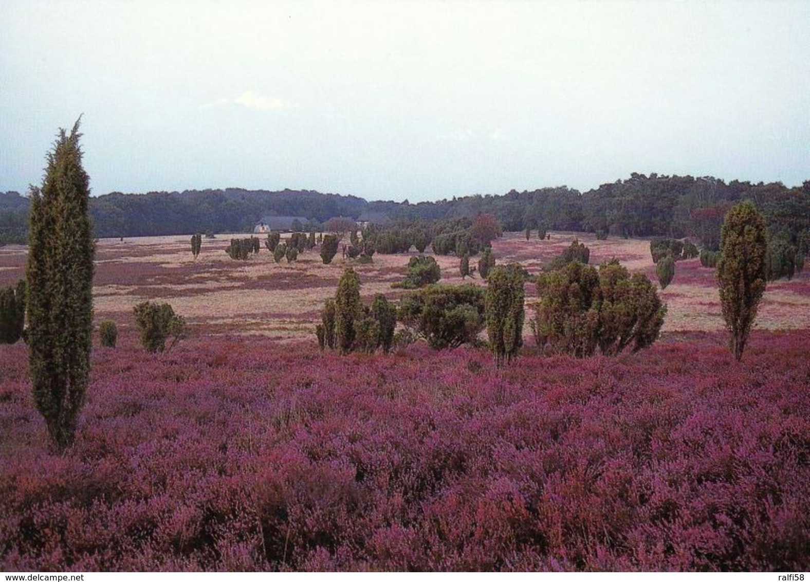 1 AK Germany / Niedersachsen * Ein Sommerabend Im Naturschutzgebiet Lüneburger Heide * - Lüneburger Heide