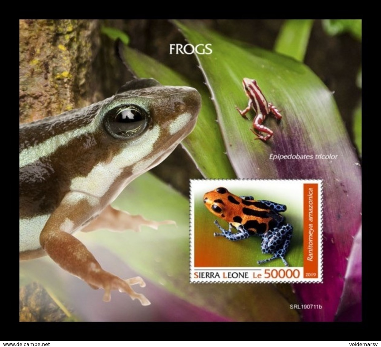 Sierra Leone 2019 Mih. 11035 (Bl.1708) Fauna. Frogs MNH ** - Sierra Leone (1961-...)