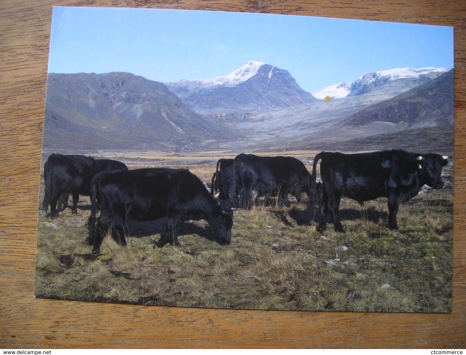 Répresentation Du Timbre, Cattle In South Greenland Bétail Au Sud Du Groenland - Groenland